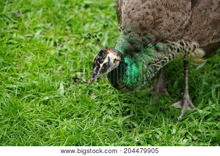 Peacock ordinary close-up.Due to the lush fan-blown eye-tail 