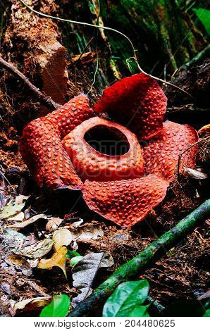 Rafflesia the biggest flower in the world. This species located in Ranau Sabah Borneo. Malaysia