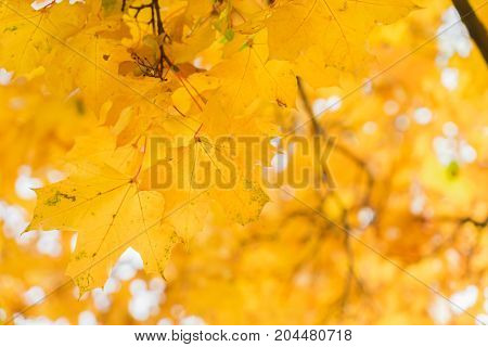 Fresh yellow maple fall tree foliage background