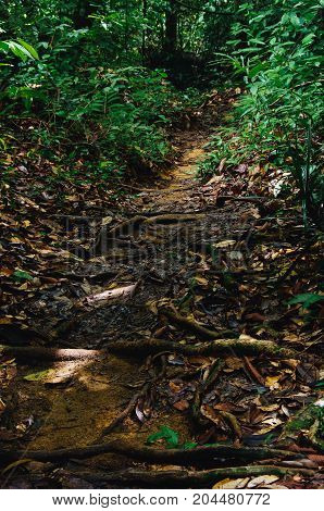 Jungle trails after rain revealing labyrint of tree roots in tropical rainforest of Sabbah Borneo Malaysia