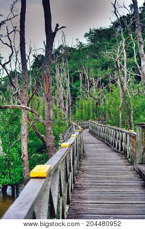 Wooden plank bridge observatory of mangrove forest in rain forest of Borneo Malaysia