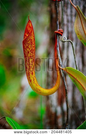 Carnivorous pitcher plant. Nepenthes albomarginata in the rain forest at Bako National Park. Sarawak. Borneo. Malaysia