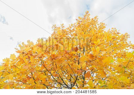 Vibrant yellow fall tree foliage on pale cloudy sky background