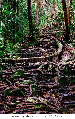 Jungle trails after rain revealing labyrint of tree roots in tropical rainforest of Sabbah Borneo Malaysia