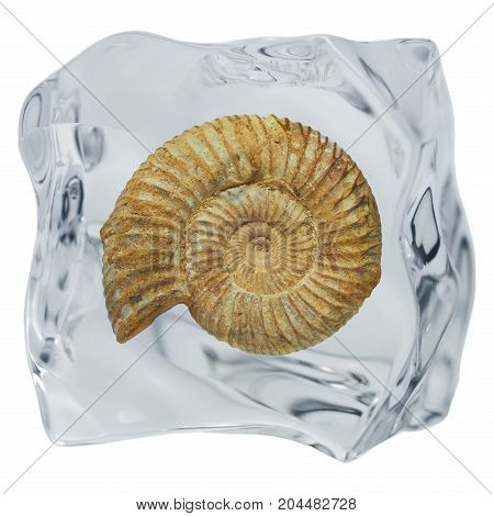 Well preserved fossilization of an extinct ammonite.