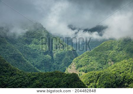 Los Tilos laurel forest in La Palma Canary Islands