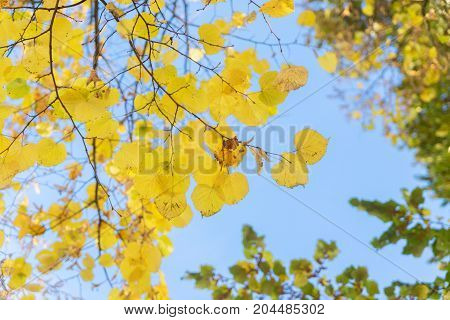 Vibrant yellow golden fresh fall tree foliage