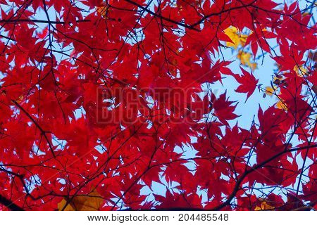 Fresh red maple leaves background on blue sky