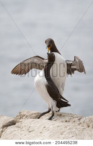 The mating ritual of Guillemot pair (Uria aalge)