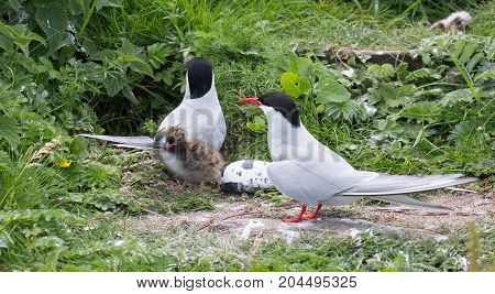 Two Arctic Terns( Sterna paradisaea) with young