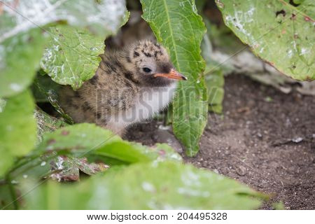 An Arctic Tern chick ( Sterna paradisaea)
