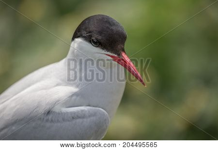Arctic Tern ( Sterna paradisaea) close up