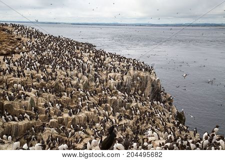 Large nesting sebird colony on coastal cliffs