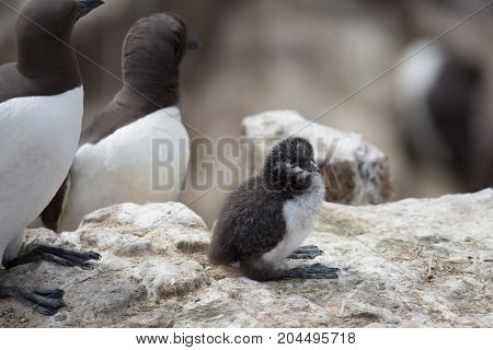 Guillemot (Uria aalge) chick on cliff in UK.