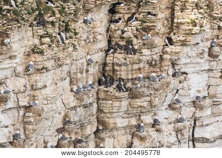 Nesting seabirds on a cliff in coastal Northern UK