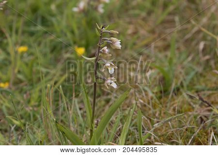 Marsh Helleborine (Epipactis palustris) growing wild in Northumberland UK.