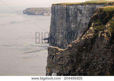 Nesting Kittywakes and Razorbills and other seabirds on a cliff in coastal Northern UK
