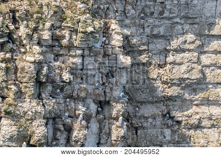 Nesting Kittywakes and Razorbills and other seabirds on a cliff in coastal Northern UK