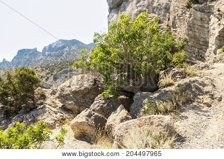 A tree in the rocks.
Travel along the coast along the path of Prince Golitsyn.