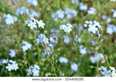 Gentle forget me nots at the sunny day