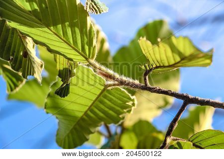 Image view from below Seeing green leaves Has a sky background