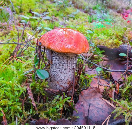 Beautiful Orange-cap boletus mushroom on mossin the autumn forest.