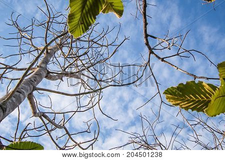 The image of a branch of a tree in green. See the sky