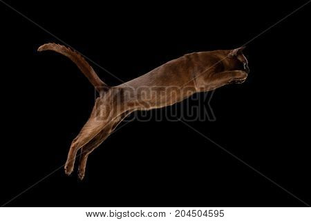 Playful Sable Burmese Cat Jumping isolated black background
