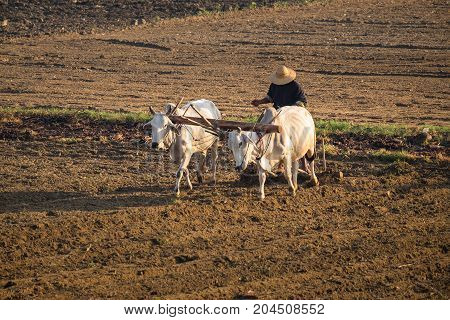 A farmer plows with a cow near U-Bein bridge in Taungthaman Lake Mandalay Myanmar
