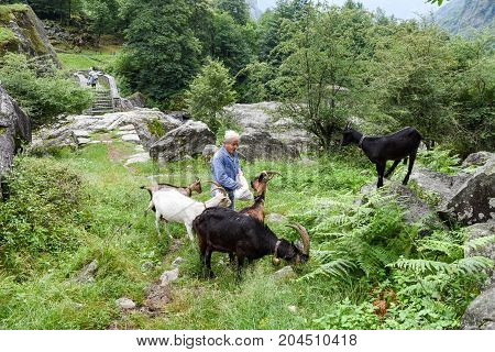Man Who Takes Care Of His Goats At Foroglio