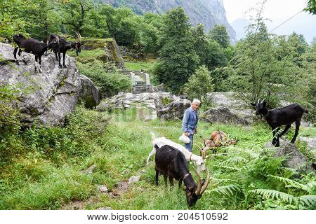 Man Who Takes Care Of His Goats At Foroglio
