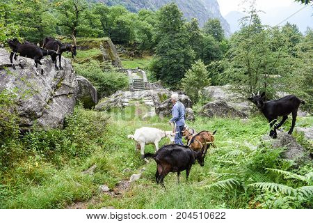 Man Who Takes Care Of His Goats At Foroglio
