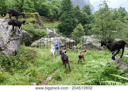 Man Who Takes Care Of His Goats At Foroglio