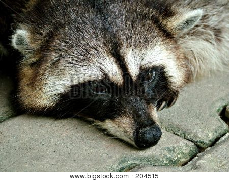 Racoon afslappende