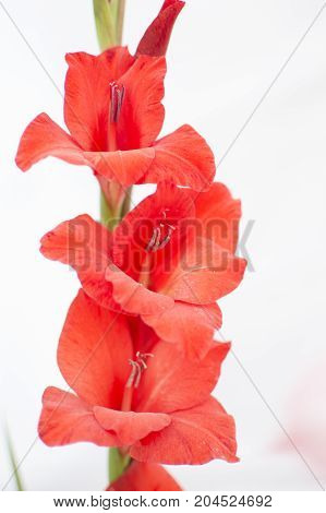 Group of exotic red flowers with green stalk