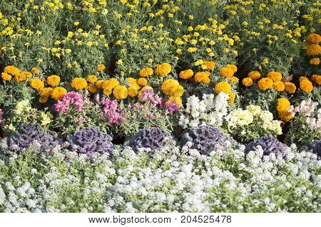Flowerbed of different variety and colours of plants