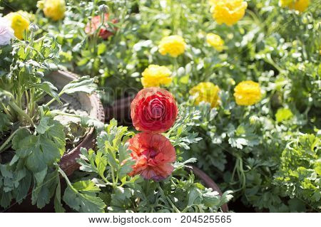 Yellow and red flowers with green leaves in bunches