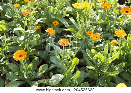 Yellow seasonal flowers with green leaves cultivated in garden