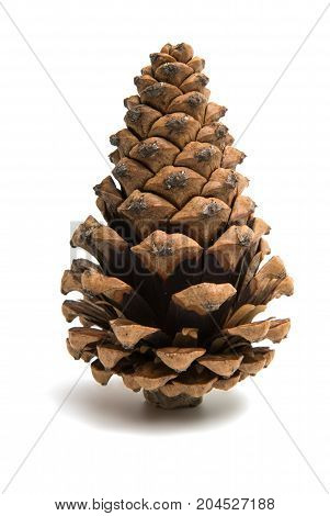 Pine cone brown isolated on white background