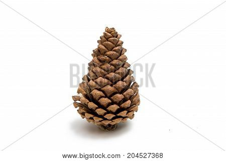 Pine cone brown isolated on white background