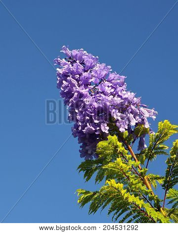 Jacaranda mimosifolia with purple-blue flowers on a blue sky background, Tenerife,Canary Islands,Spain.Jacaranda tree.