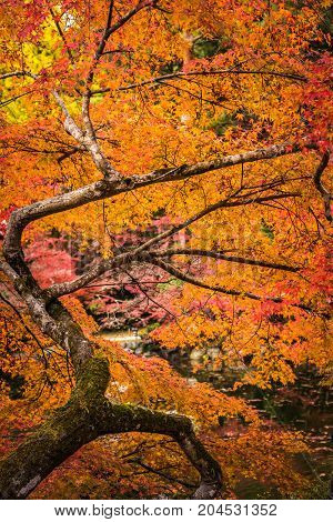 Autunm Trees