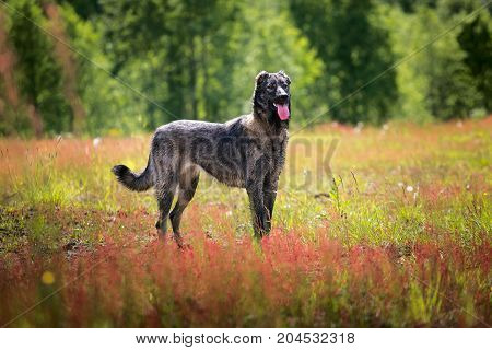 Big gray dog with tongue out standing on sunny green field.