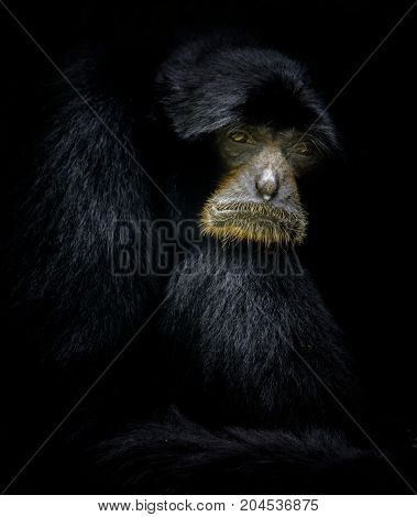 Siamang Gabon at Ragunan Zoo, Jakarta, Indonesia