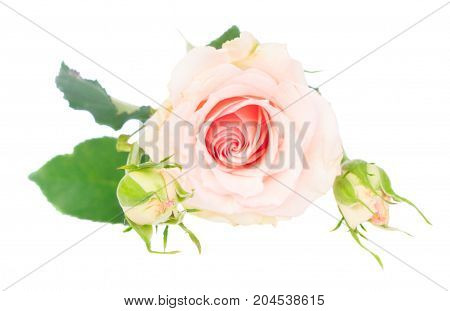 One pale pink blooming fresh rose with buds and leaves isolated on white background