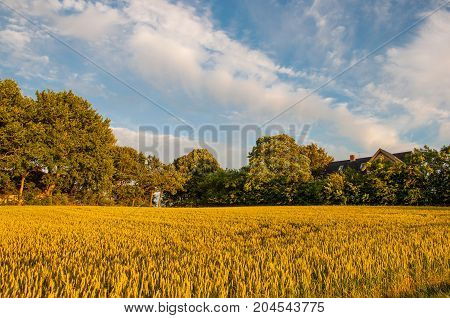 A grain field on the Danish countryside