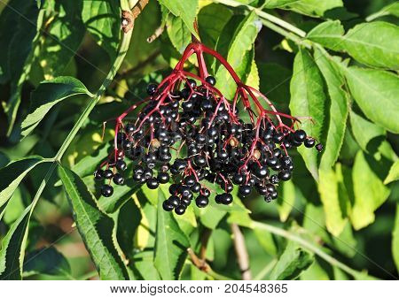 Elderberry on branch against the green leaves