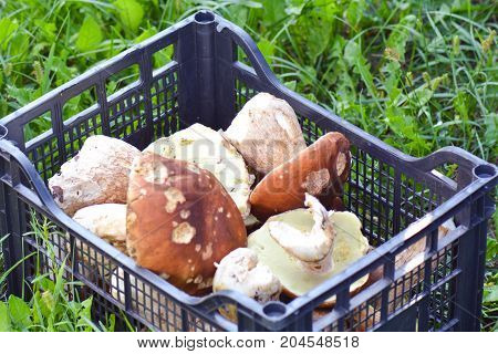 Alot of forest mushrooms in a box. Porcini.