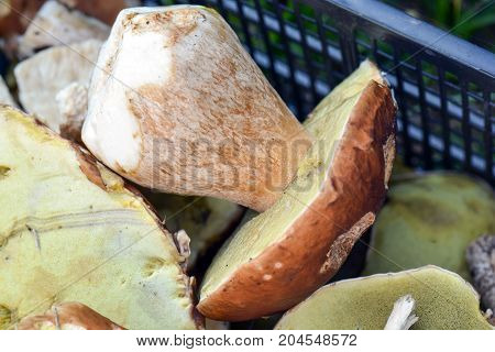 Alot of forest mushrooms in a box. Porcini.