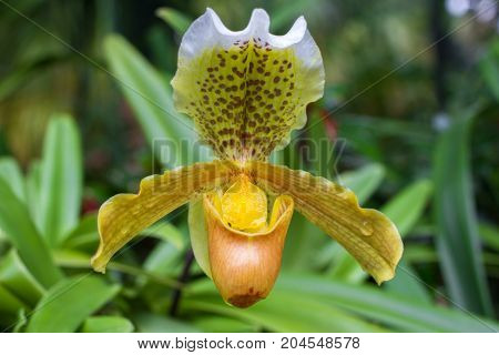 Yellow Cymbidium orchid in pot. Spring flower